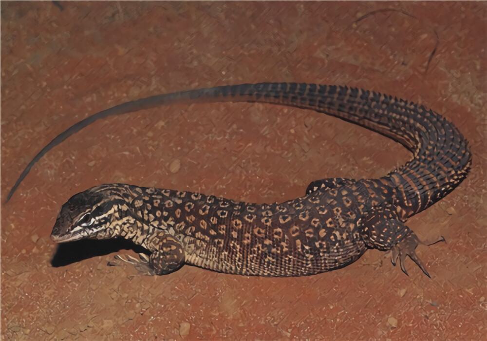 刺尾巨蜥身份信息