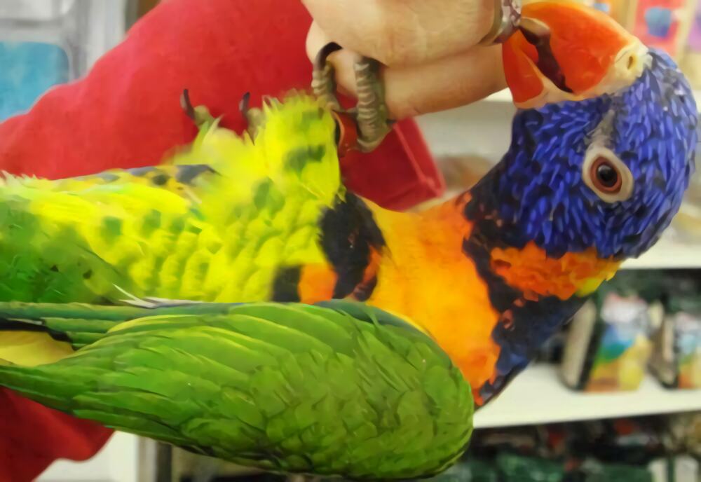 彩虹吸蜜鹦鹉身份信息