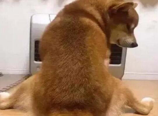 下班回家,看到柴犬坐在电暖器前,销魂姿势让主人笑的胃疼
