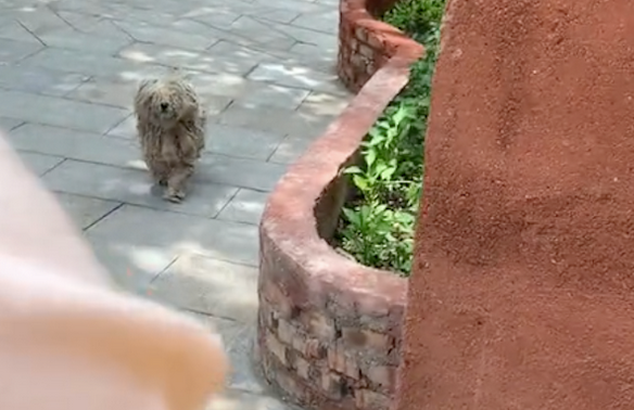 流浪狗差点咬伤女生,被救助后它竟表达歉意,要求被抚摸