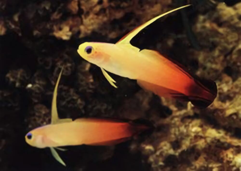 雷达鱼身份信息