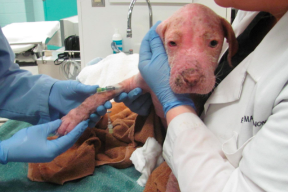 一个怕给狗花钱治病的人，却被它真情触动，自掏腰包成立爱心组织