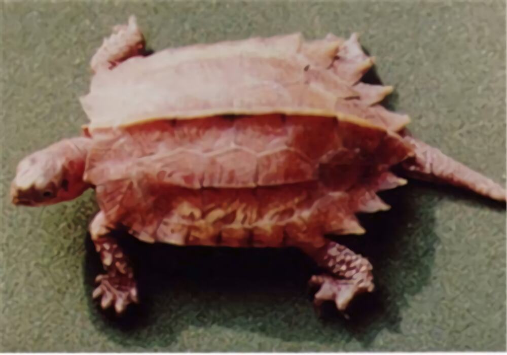 枫叶龟身份信息