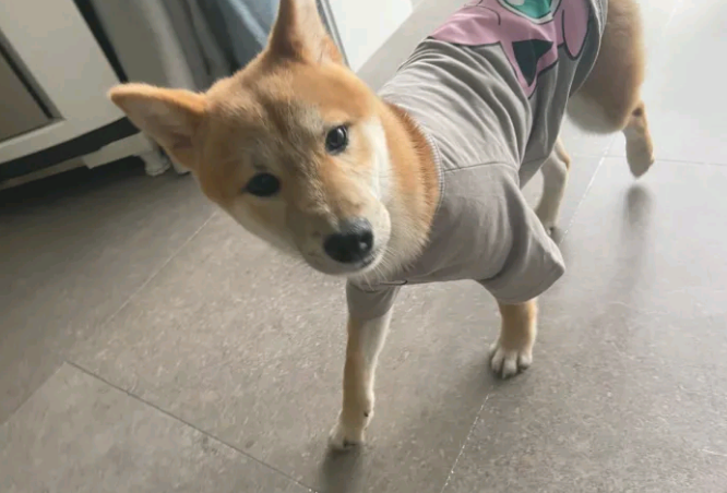 柴犬想出去玩,結果被主人家说得心神不安,哪都不去了