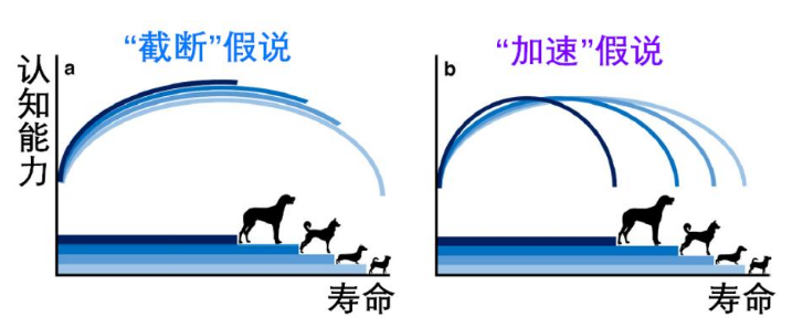 这个追踪4万只狗狗的研究，想让狗和人都活得更长