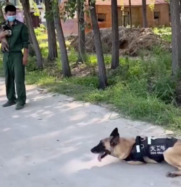 警犬看到主人怀里抱着小狗,竟然撒娇耍赖躺在地上,要背着才行