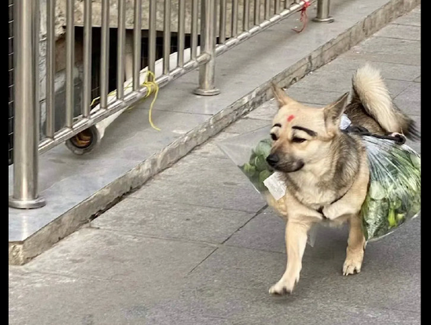 狗狗帮主人驮菜回家了,见到它的脸我笑了!狗:化了美美的妆好自信心