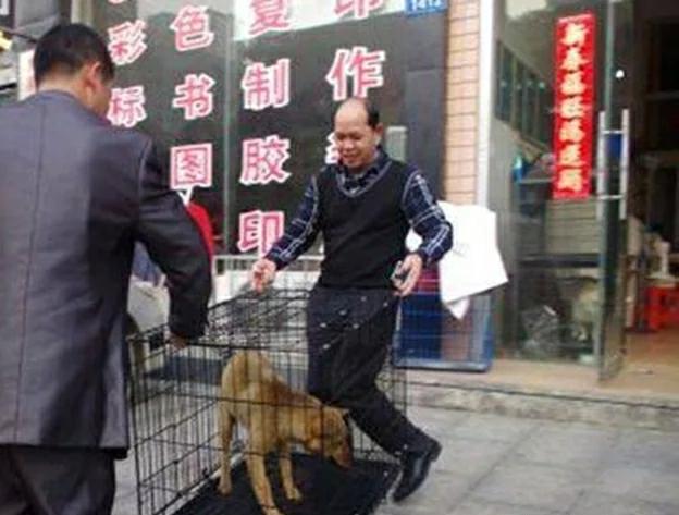 司机撞到狗后毫无察觉,一路前行到了加油站,下车看见后惭愧