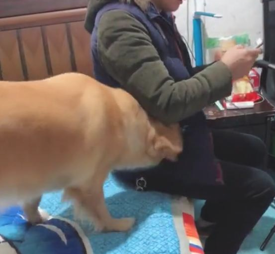 女主角让金毛拿钱买玩具,狗狗二话不说立即去抢男主人的兜,修炼成仙啦