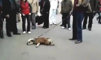 男主人不给狗狗买肉串,过路人都看不顺眼他了!
