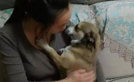 狗子被男主人一顿揍后,委屈的钻入女主人怀中发牢骚,萌化了