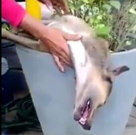 网友叫狗狗看家,結果它睡成一条死狗,网友:我懒是还房贷累的