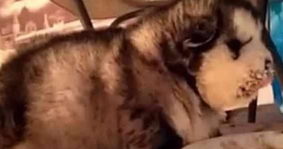 朋友送我只小阿拉,可能是一个披着狗皮的猪,我要破产了