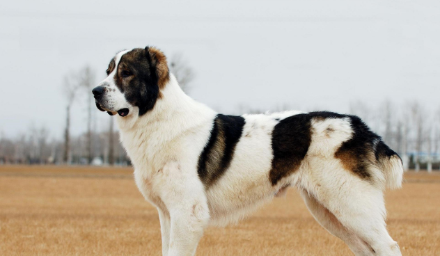 它是被称为野兽的猛犬,可与比特犬一战,胆小的人养不好这种犬