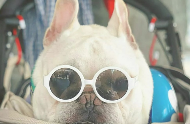 小宠物斗牛犬的身上这5点!许多人一直都误解了!