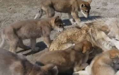 二哈和狼狗结合,生下孩子后一脸懵:这是我下的崽?