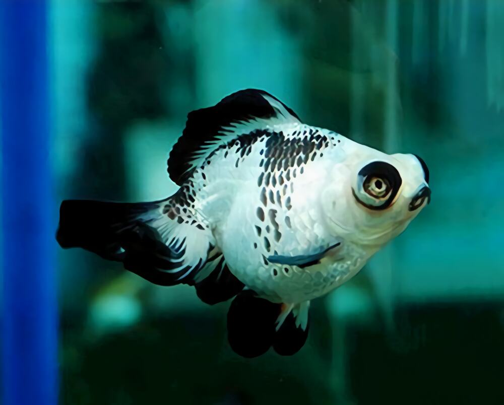 熊猫金鱼身份信息