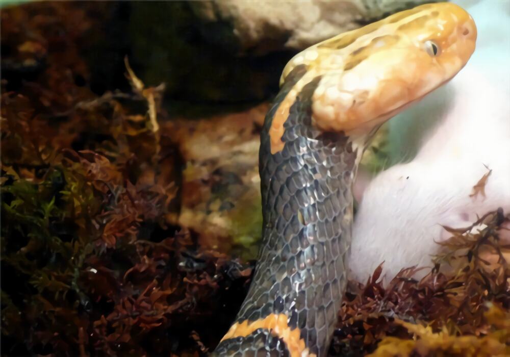 喜玛拉雅白头蛇身份信息