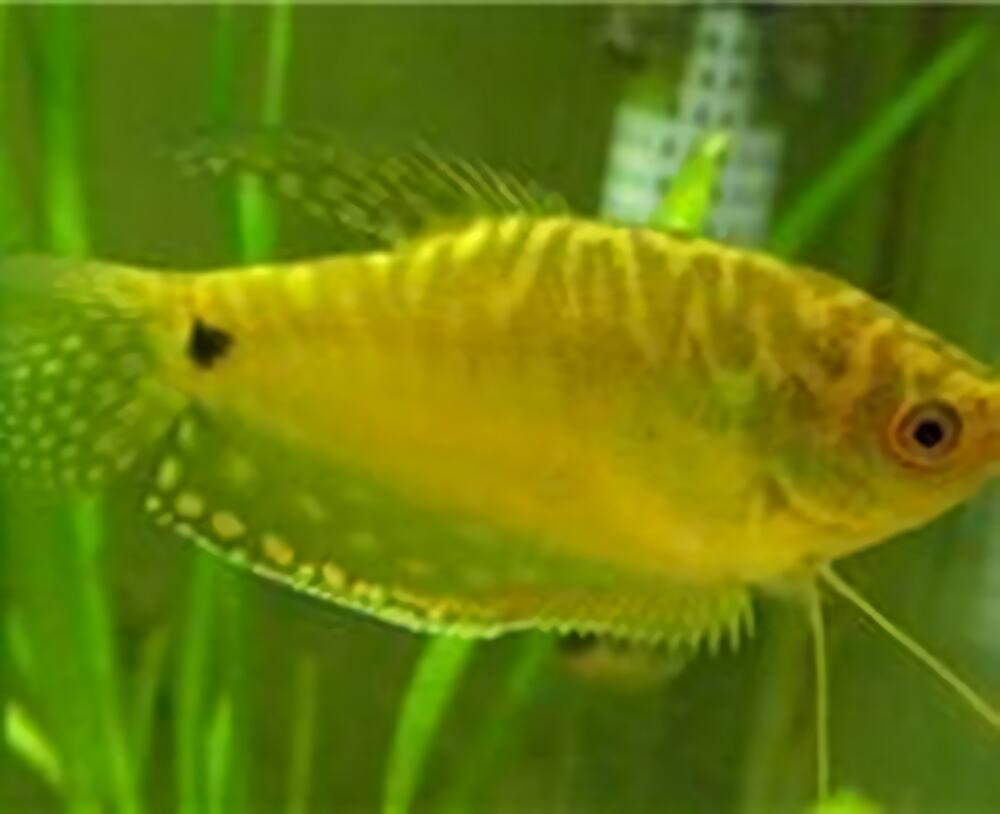 黄曼龙鱼身份信息