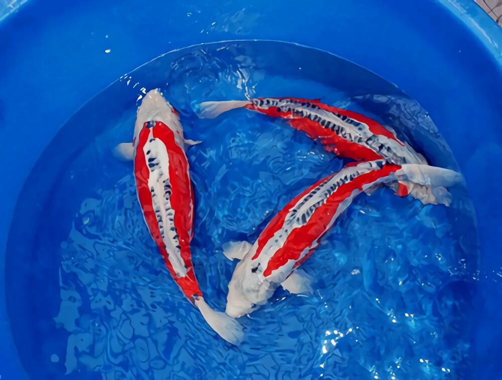 秋翠锦鲤身份信息