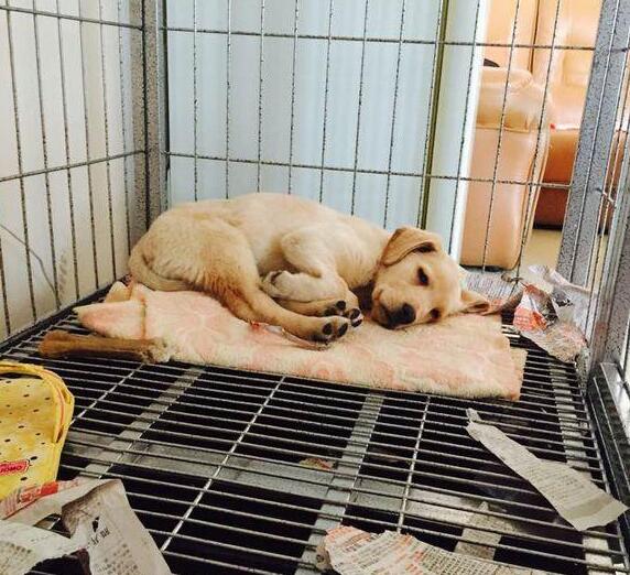 养狗跟养孩子一样，跟老一辈教育观念真的差别很大！