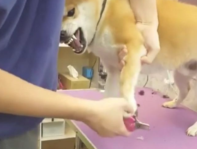 小宠物界奥斯卡最佳男艺人!授于连牙全是戏的柴犬,当之无愧!