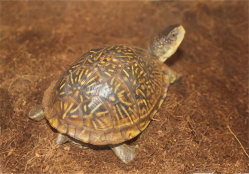 三趾箱龟身份信息