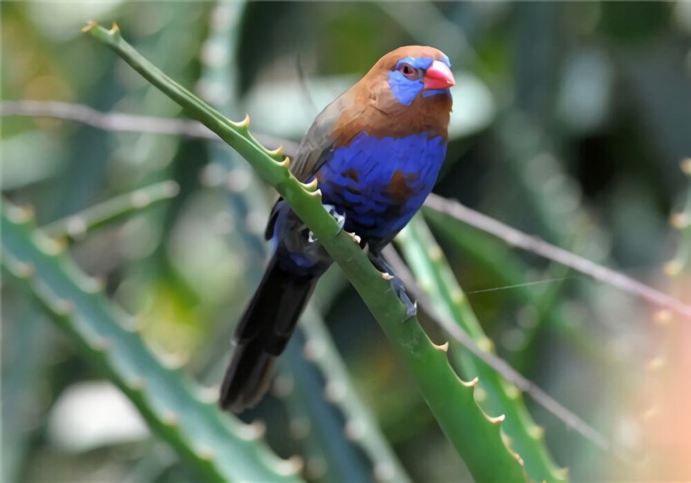 紫蓝饰雀身份信息