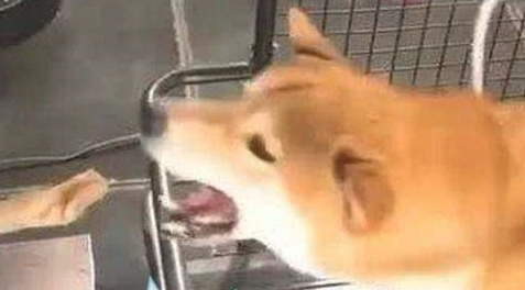 为了更好地激励自己柴犬减肥瘦身,网友竟想到这一方法,柴犬大写的生无可恋