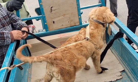 被五花大绑的金毛一到狗市就成焦点,大妈:路上跑了,我上哪撵去
