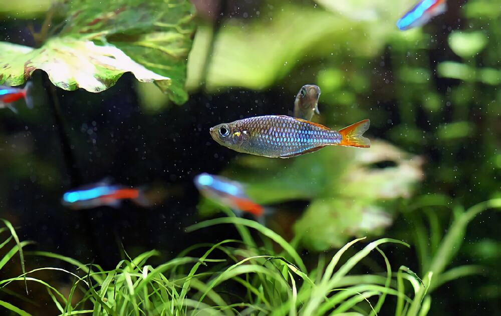 电光美人鱼身份信息