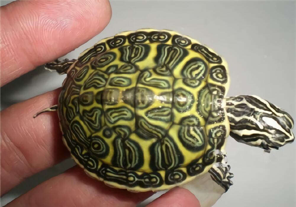 火焰龟身份信息