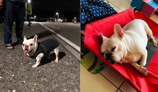 斗牛犬凭着一条不知道从哪租来的舌头,提前准备刚开始C位出道了?