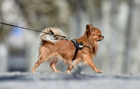 忠犬吉娃娃 不离不弃守护昏迷女主人