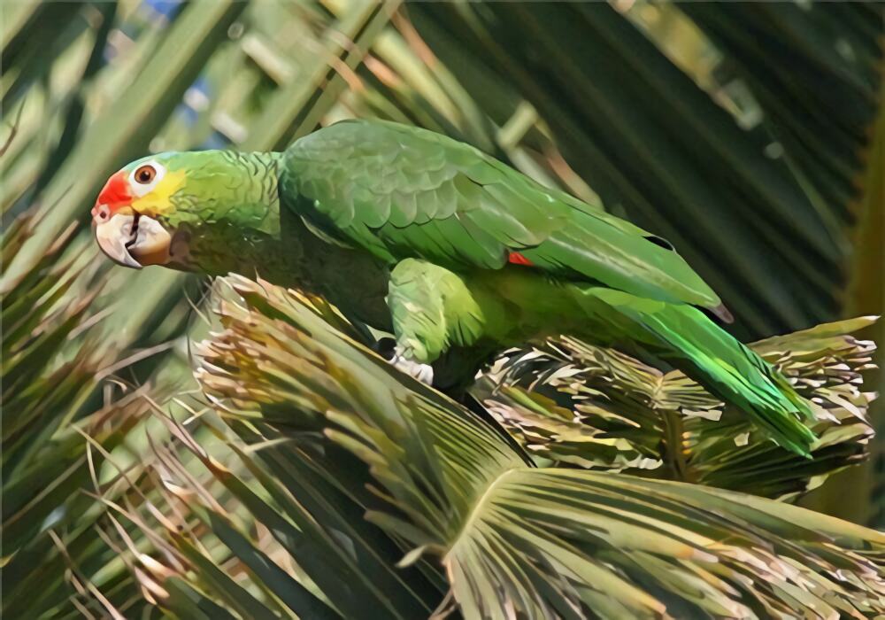 红额金刚鹦鹉身份信息