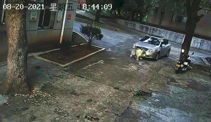 湖南郴州因狗未拴绳,疑被小车故意碾压致死,车主却拒绝道歉