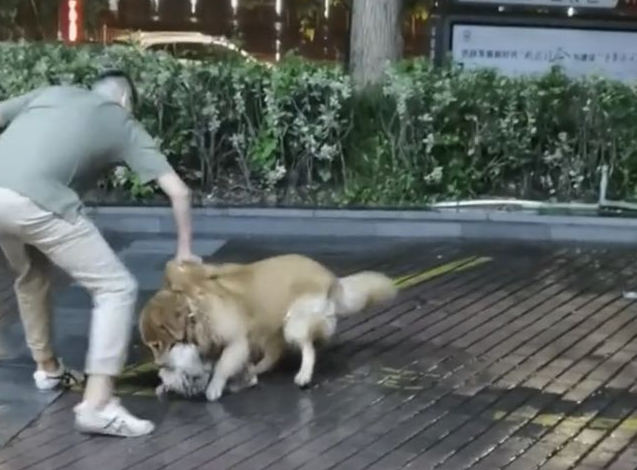 男子遛狗不拴绳,不料爱宠失控当街咬死流浪狗,狗主人:无能为力