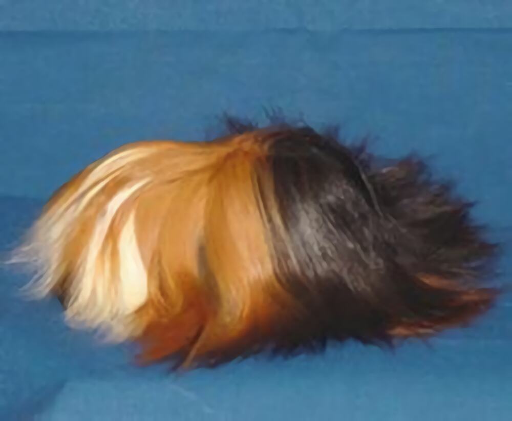 秘鲁缎毛天竺鼠身份信息