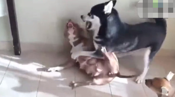 二哈跟恶霸犬打架斗殴,二哈:你敢打我,我也敢亲你!