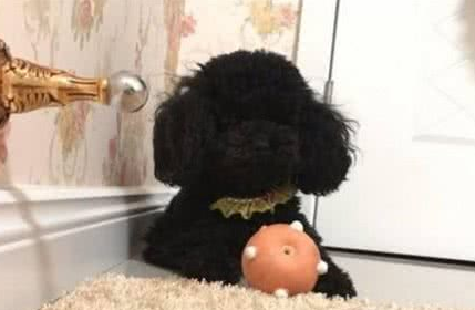 主人溺爱小泰迪犬,对它百依百顺,结果狗狗的行为让主人寒心