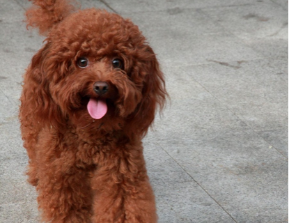 宁波男子擅自将泰迪犬抱回家被警方拘留