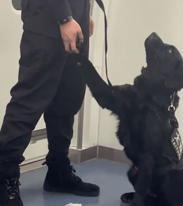 乘警和警犬在地铁上互动玩游戏,其实它也是个孩子呀