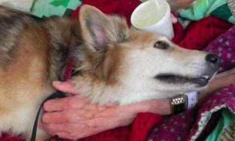 老人临死前见到小狗最后一面,狗狗的行为,让大伙儿打动