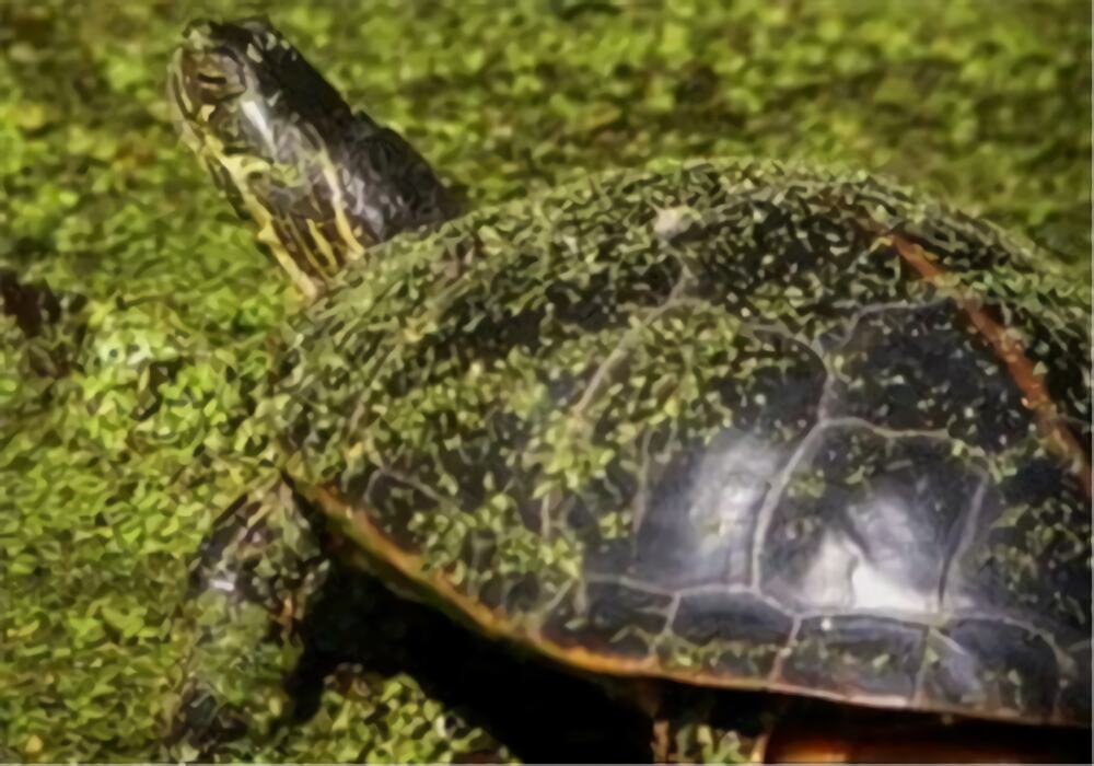 红纹锦龟身份信息