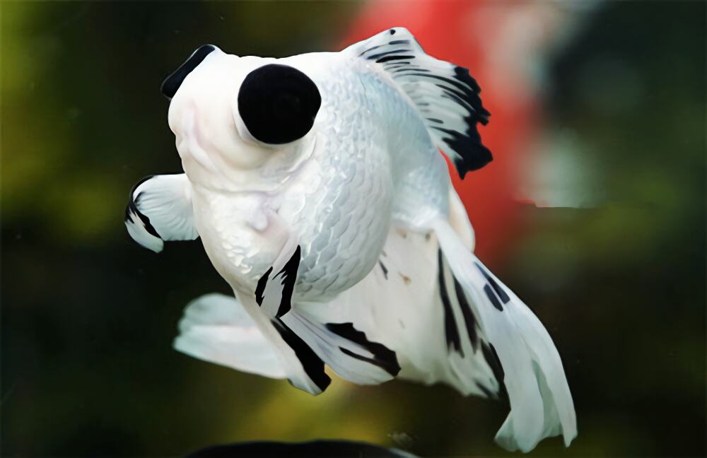 熊猫金鱼身份信息