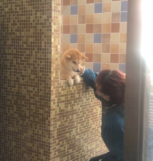 柴犬在冲澡以前,主人还去给它做观念提前准备,狗:趁机讹一下主人