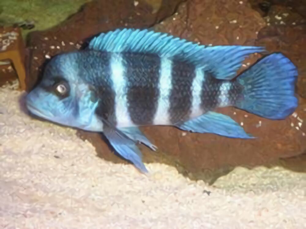 短鼻六间鱼身份信息