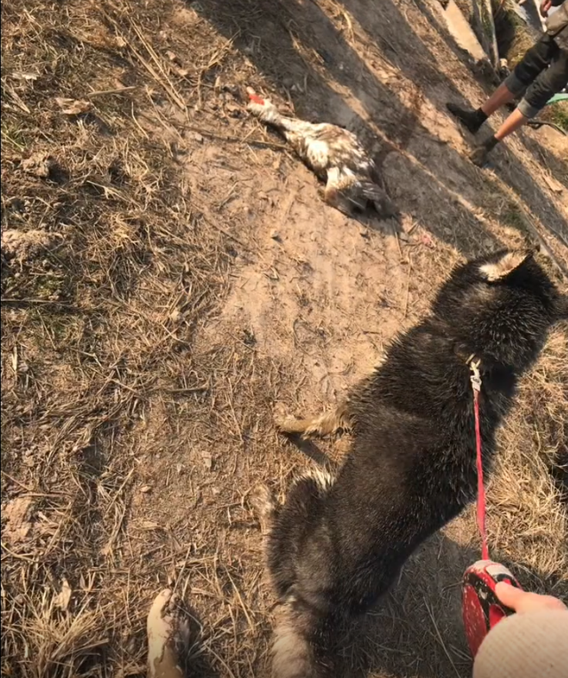 我的狗才回乡下半天,就给我耕了半亩地……