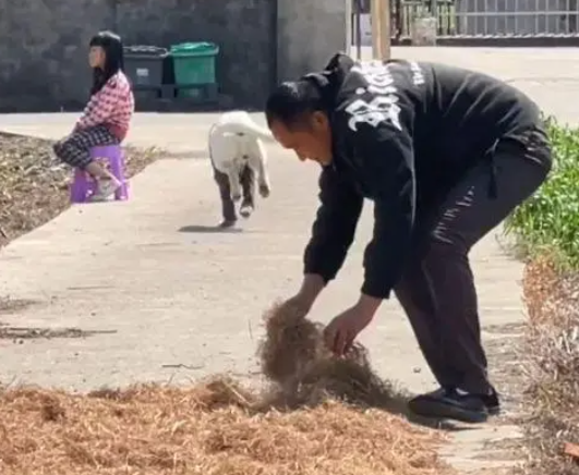主人在门口干农活时,狗狗的举动让人感动:真没白养你啊