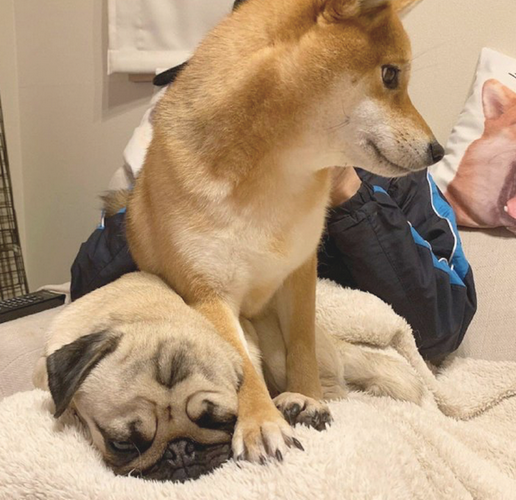 柴犬有意立在巴哥犬的上边,还一臀部坐着它的身上